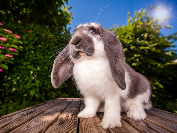 Pika is het eerste konijn dat ik ooit gefotografeerd heb, een top model.