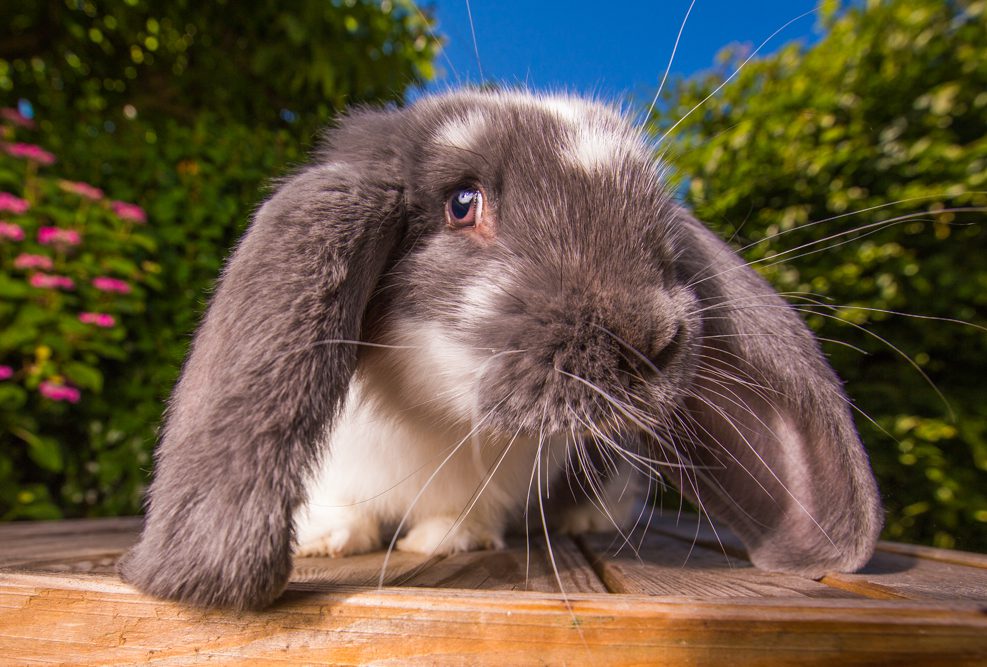 Pika is het eerste konijn dat ik ooit gefotografeerd heb, een top model.