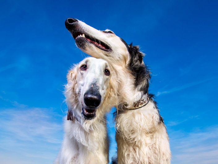 Yentl en Filipp zijn twee barsoi's gefotografeerd in Hoofddorp. Prachtige statige honden met een koninklijke uitstraling.