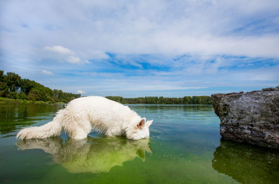 teddy witte zwitserse herder, honden foto van de ontkenningsfase