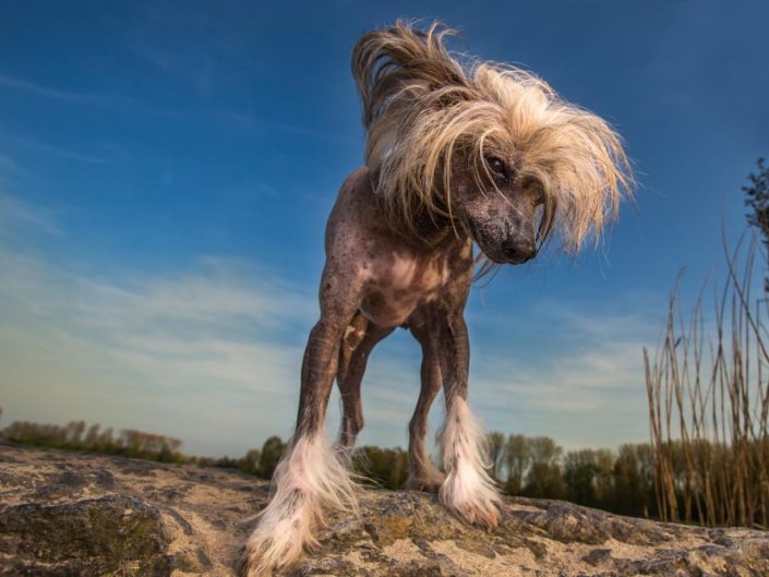 Diva & Touchdown zijn  chinese naakthonden gefotografeerd in Hoofddorp.