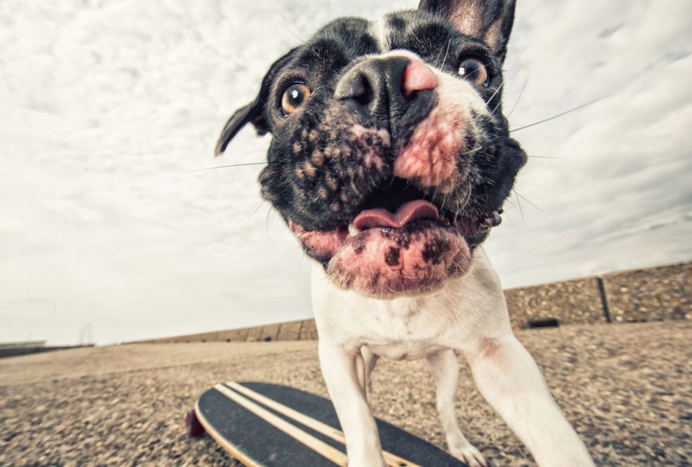 Bannie, puppy bullterrier in ijmuiden, street style op een skateboard