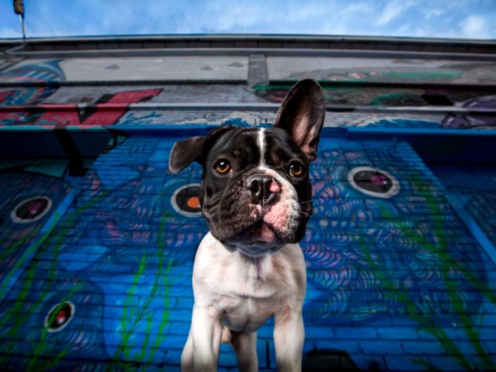 Bannie, puppy bullterrier in ijmuiden, street style