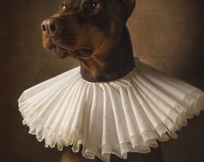 rembrandt honden portret