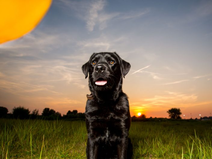 Noosa, een labrador gefotografeerd door Perfect Pets in het Diemerbos. Noosa houdt van eten, balletjes en kleine hondjes.
