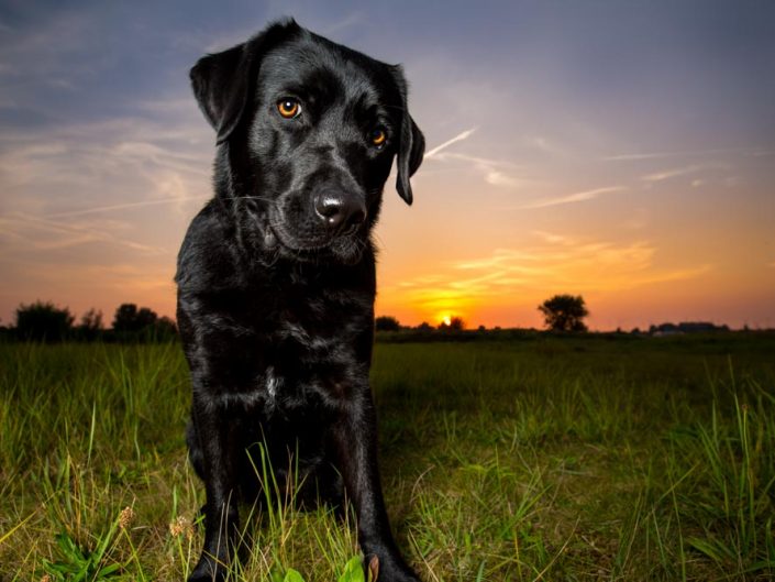 Noosa, een labrador gefotografeerd door Perfect Pets in het Diemerbos. Noosa houdt van eten, balletjes en kleine hondjes.