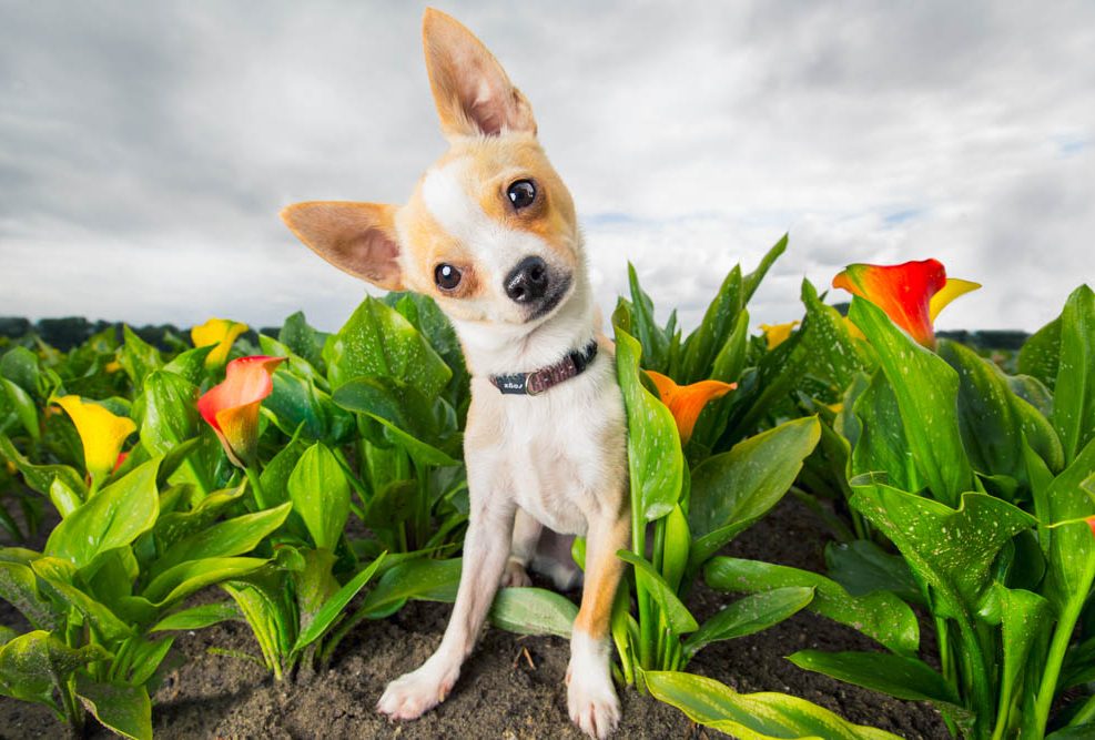 Chihuahua Olaf gefotografeert in een bloemenveld in Lisse