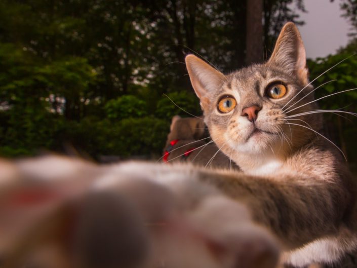 Pepe en Levi zijn twee abesijnse mix kittens gefotografeerd in een tuin in Bloemendaal.